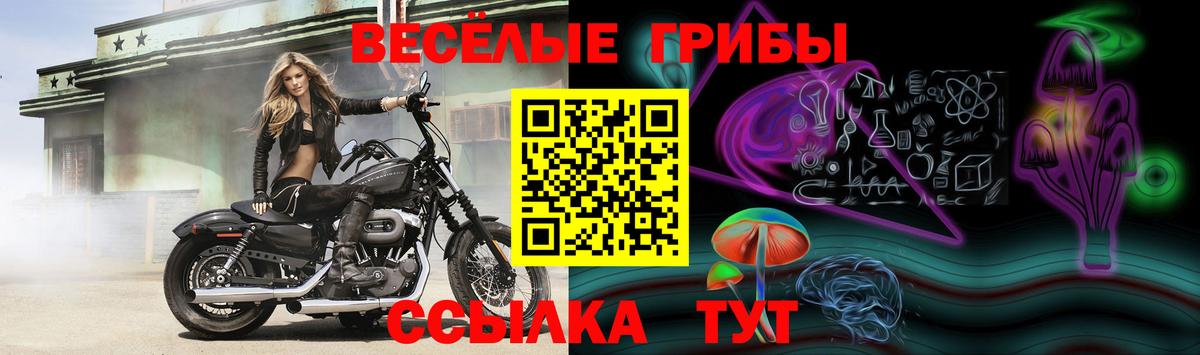 Галлюциногенные грибы Psilocybe Карталы